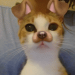 Cats using Snapchat effects?  Totally adorable!