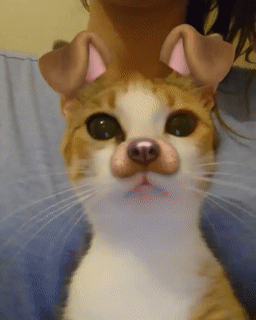 Cats using Snapchat effects?  Totally adorable!